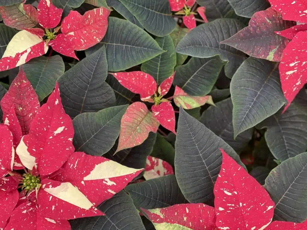 Poinsettias - All You Need to Know