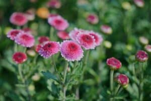 perennial plants for containers