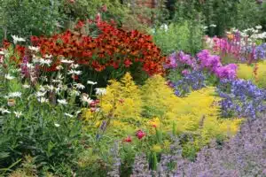 Best Perennial Flowers to Grow in Utah for Beginners