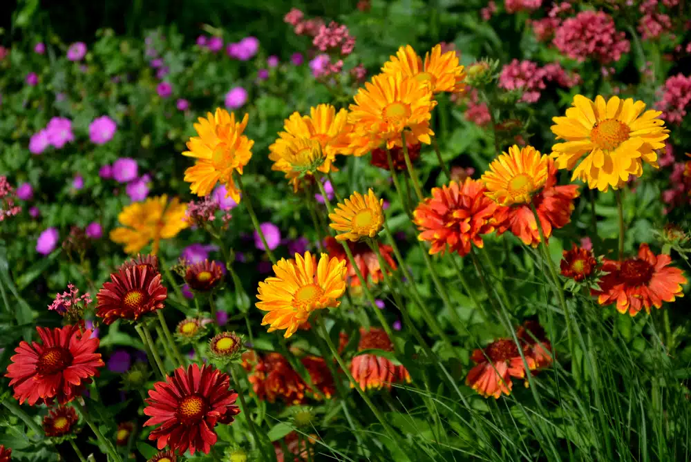 Complete Guide to Growing Perennials