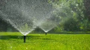 Grass Green in Summer Heat Without Wasting Water