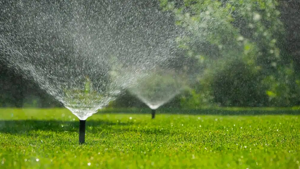 Grass Green in Summer Heat Without Wasting Water