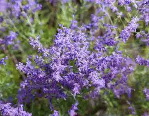 The Best Drought-Tolerant Plants for Utah Landscapes