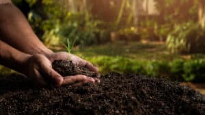 The Best Soil and Fertilizers for Healthy Plants