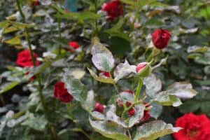 rose tree care