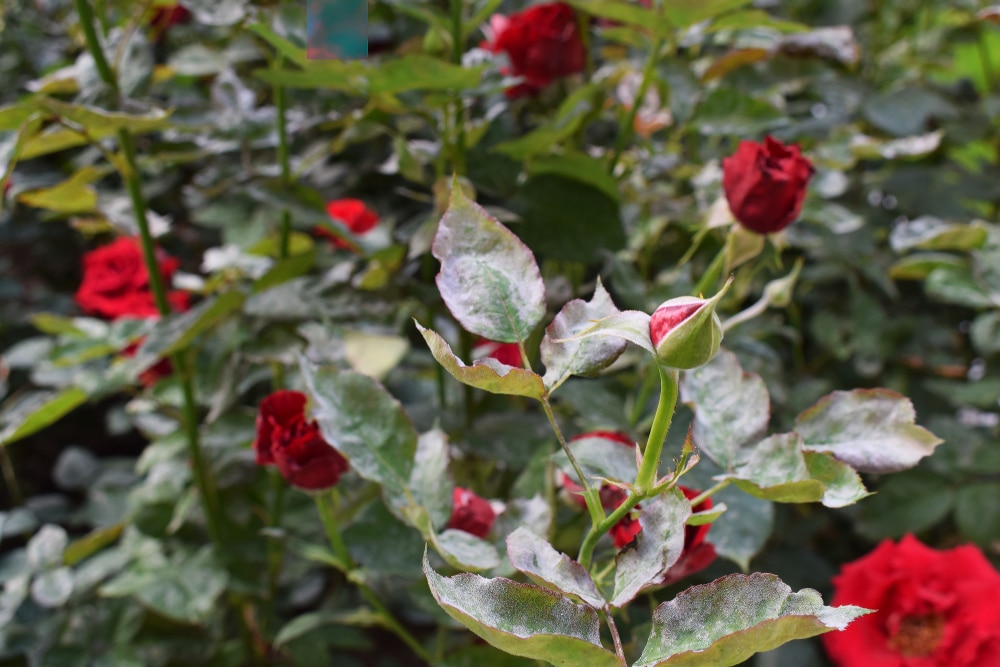 rose tree care