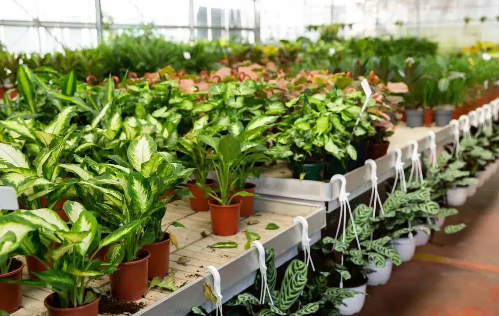 healthy plant signs