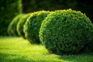 low-maintenance shrubs