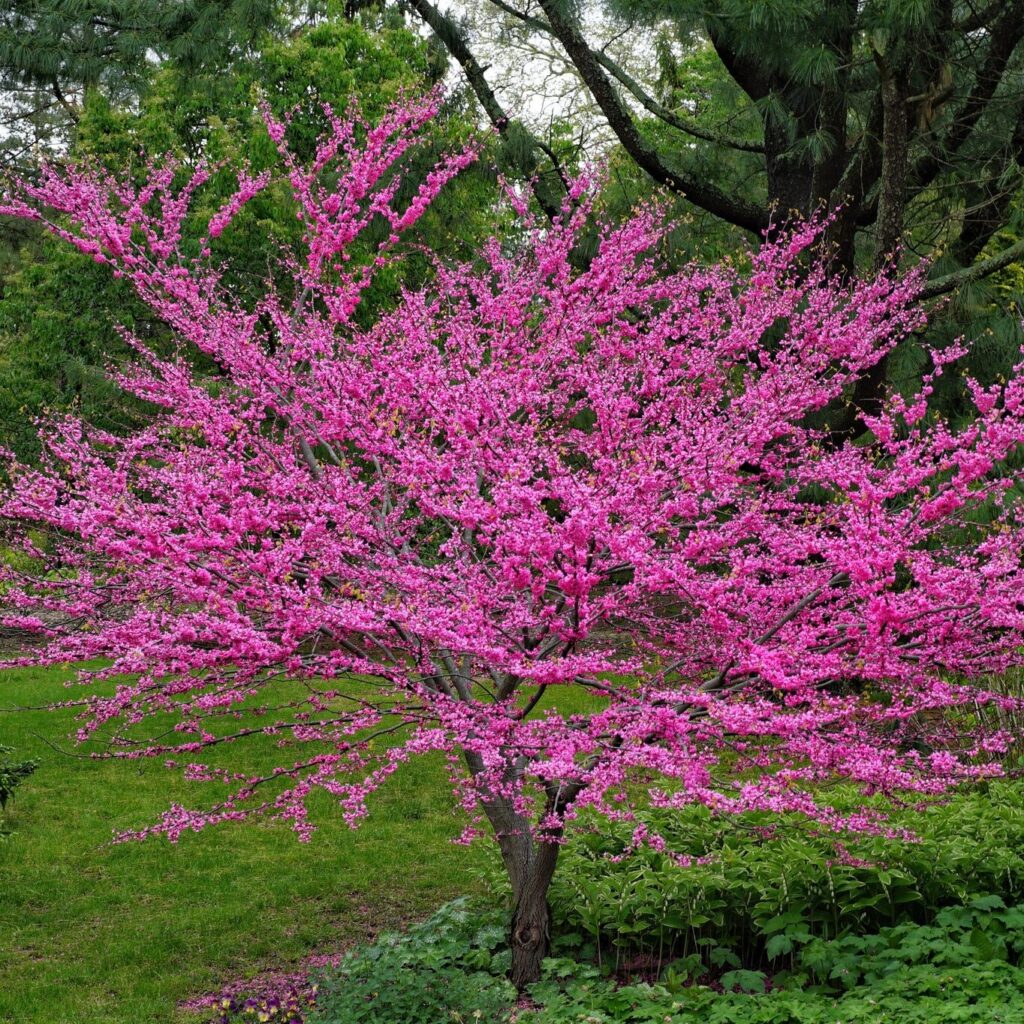 Redbud