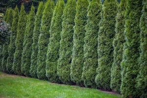 evergreen trees for privacy