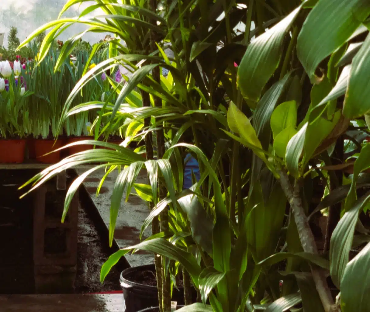 20260130 111145(Horiz)