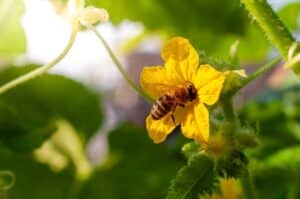 pollinator-friendly vines