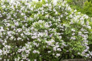 fragrant shrubs