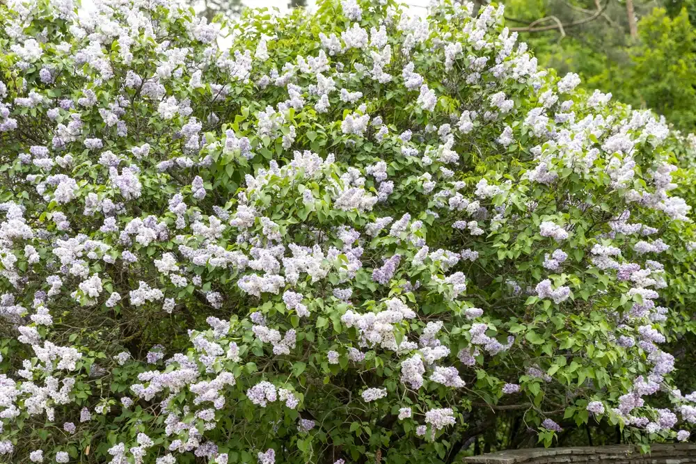 fragrant shrubs
