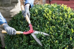 rejuvenate shrubs