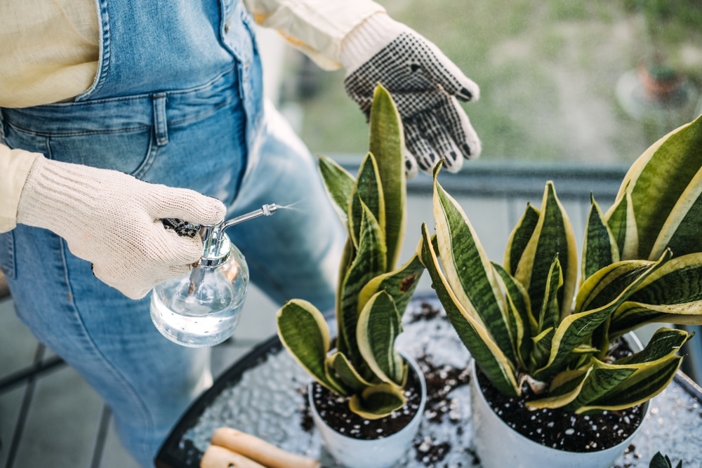 best houseplants for beginners