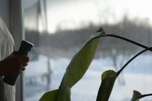 winter care for houseplants