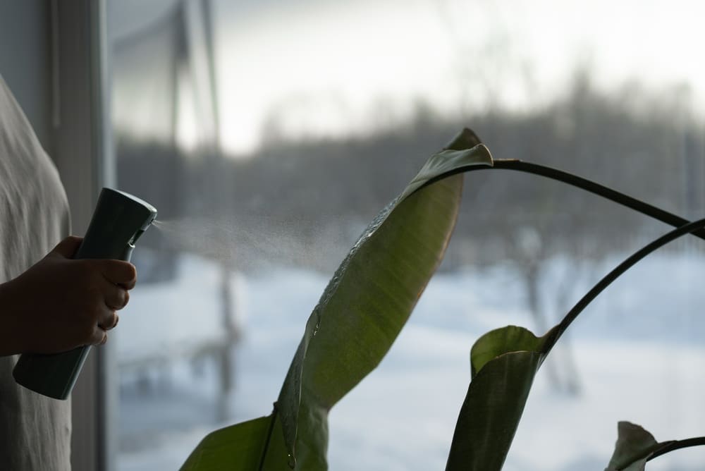 winter care for houseplants