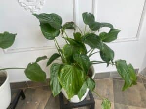 air purifying indoor plants