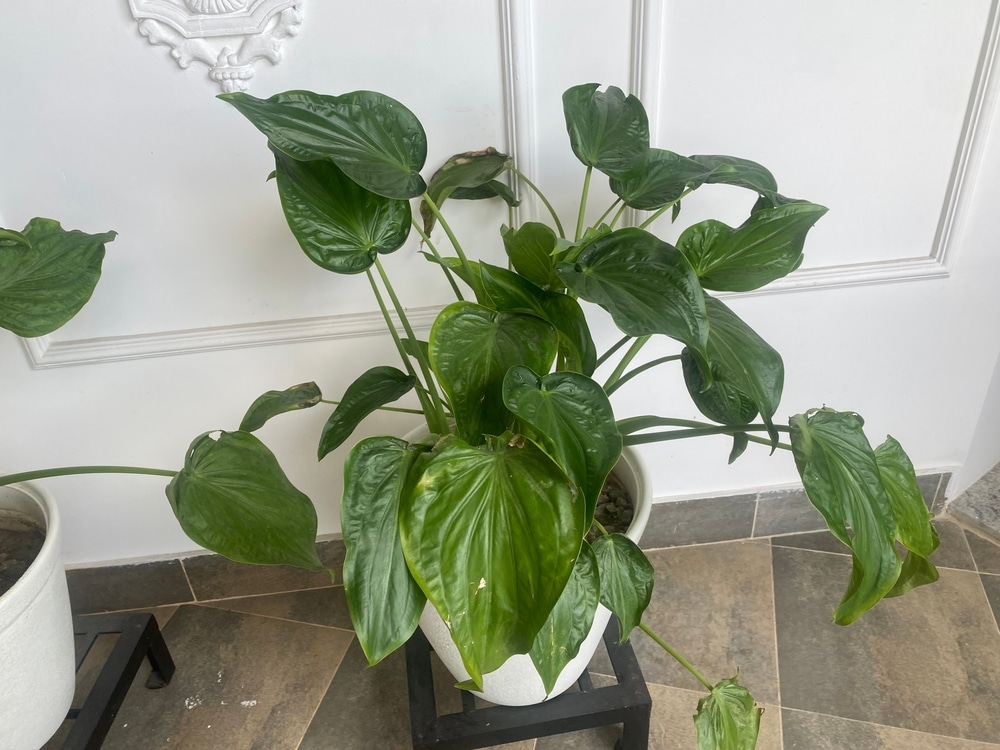 air purifying indoor plants