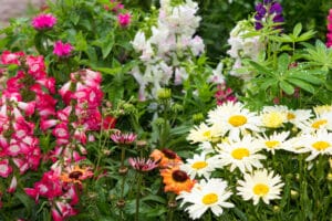 perennials vs annuals