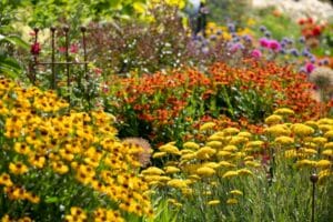 what are perennial plants