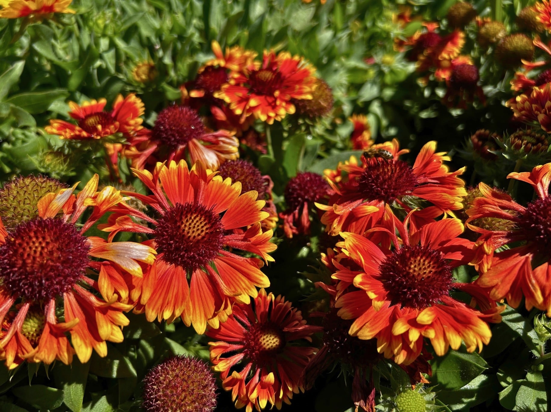 Perennial plants for sale at J&J Nursery & Garden Center in Layton, Utah