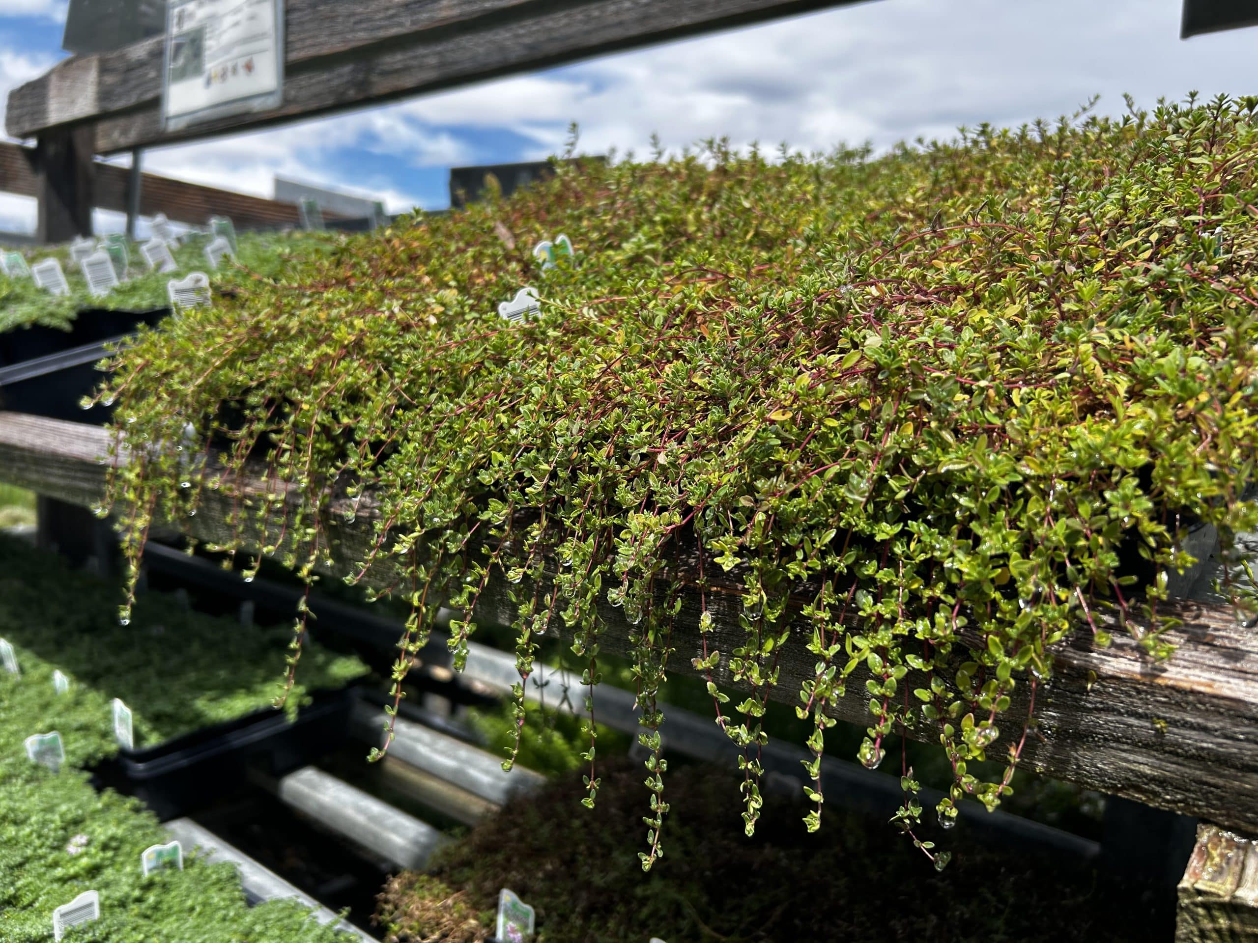 Ground cover plants for sale at J&J Nursery and Garden Center