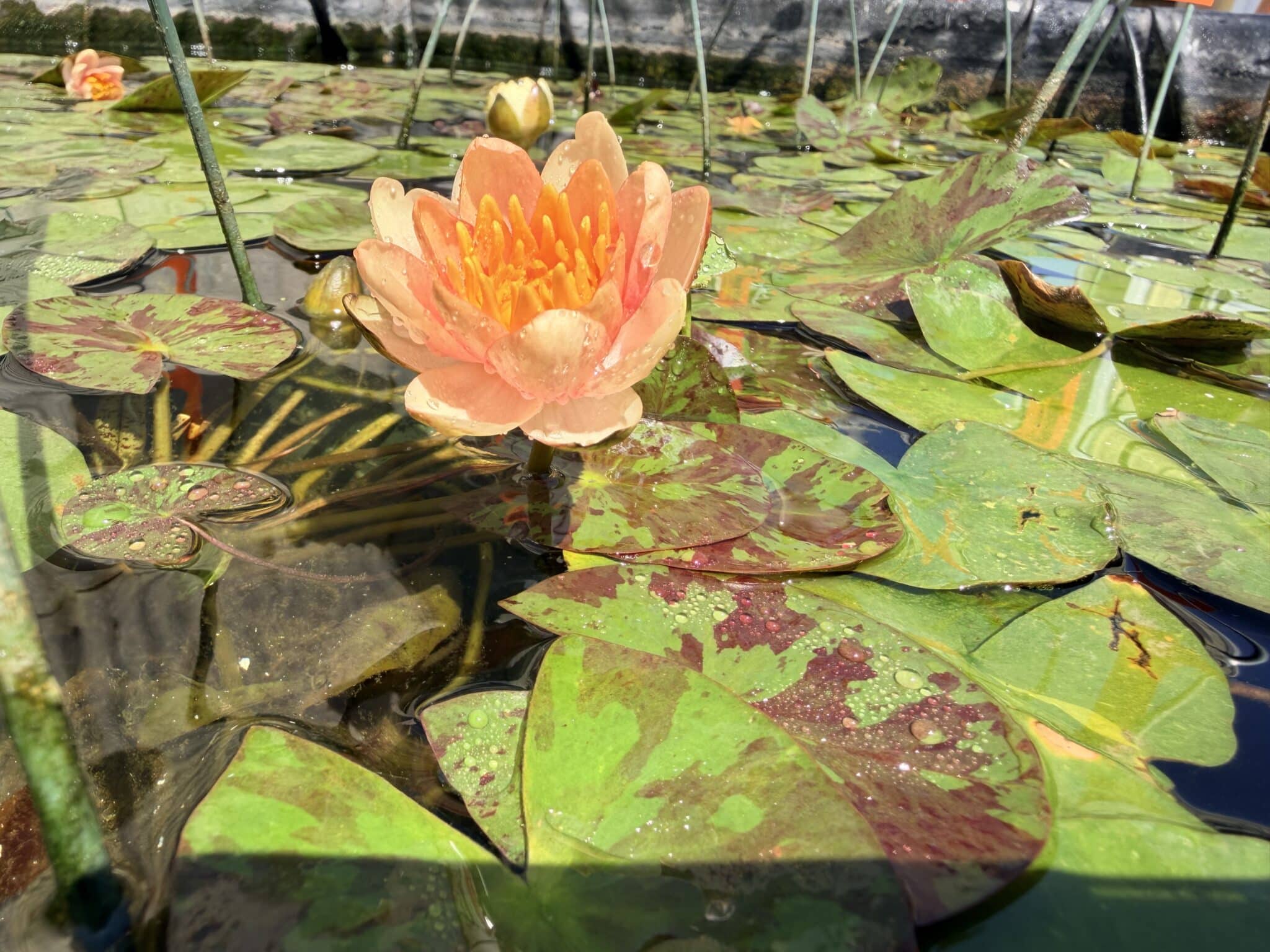 Lily pads for sale Utah J&J Nursery Garden Center