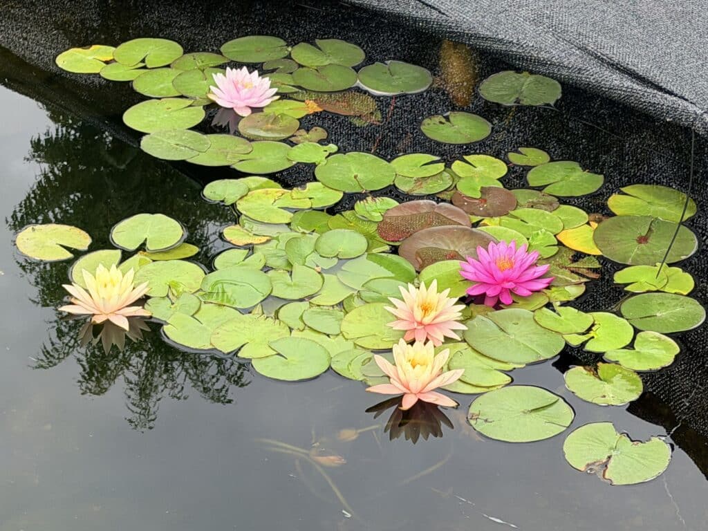 Lily pads for sale Utah J&J Nursery Garden Center