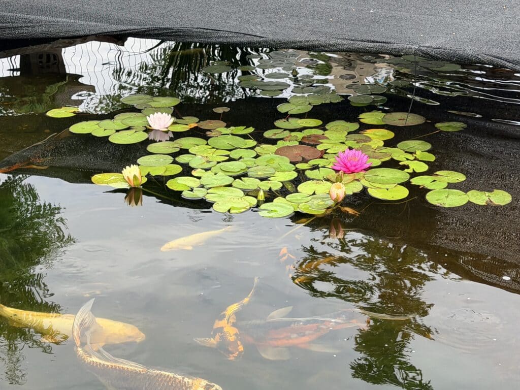 Lily pads for sale Utah J&J Nursery Garden Center in Layton, Utah