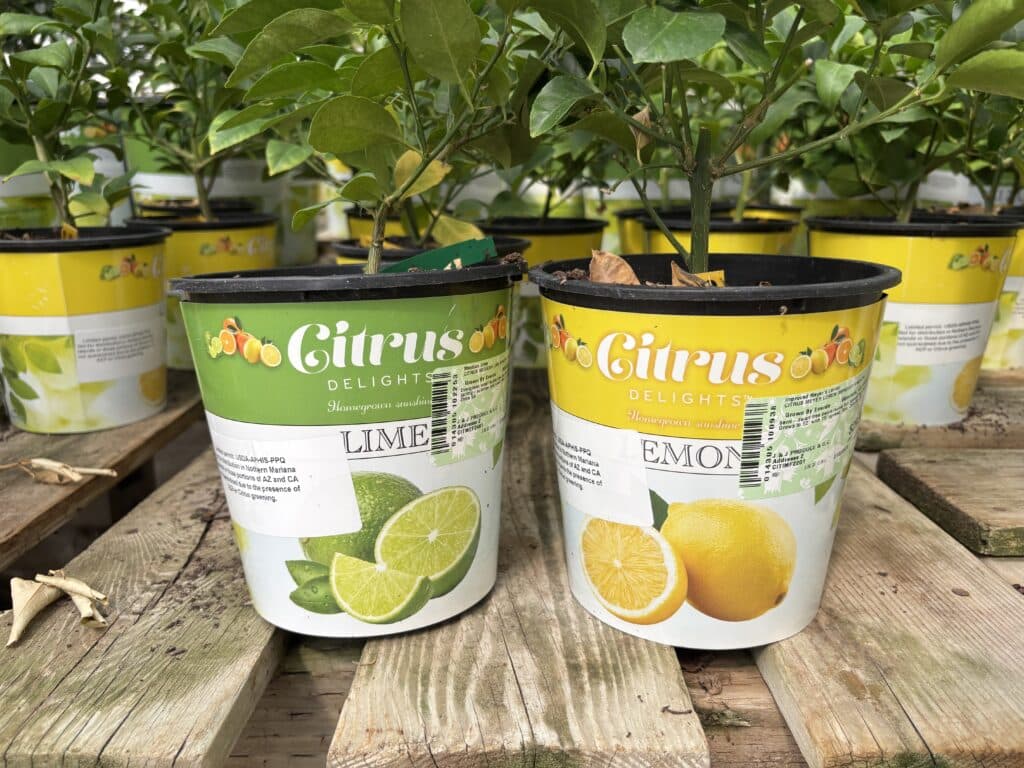Citrus trees
