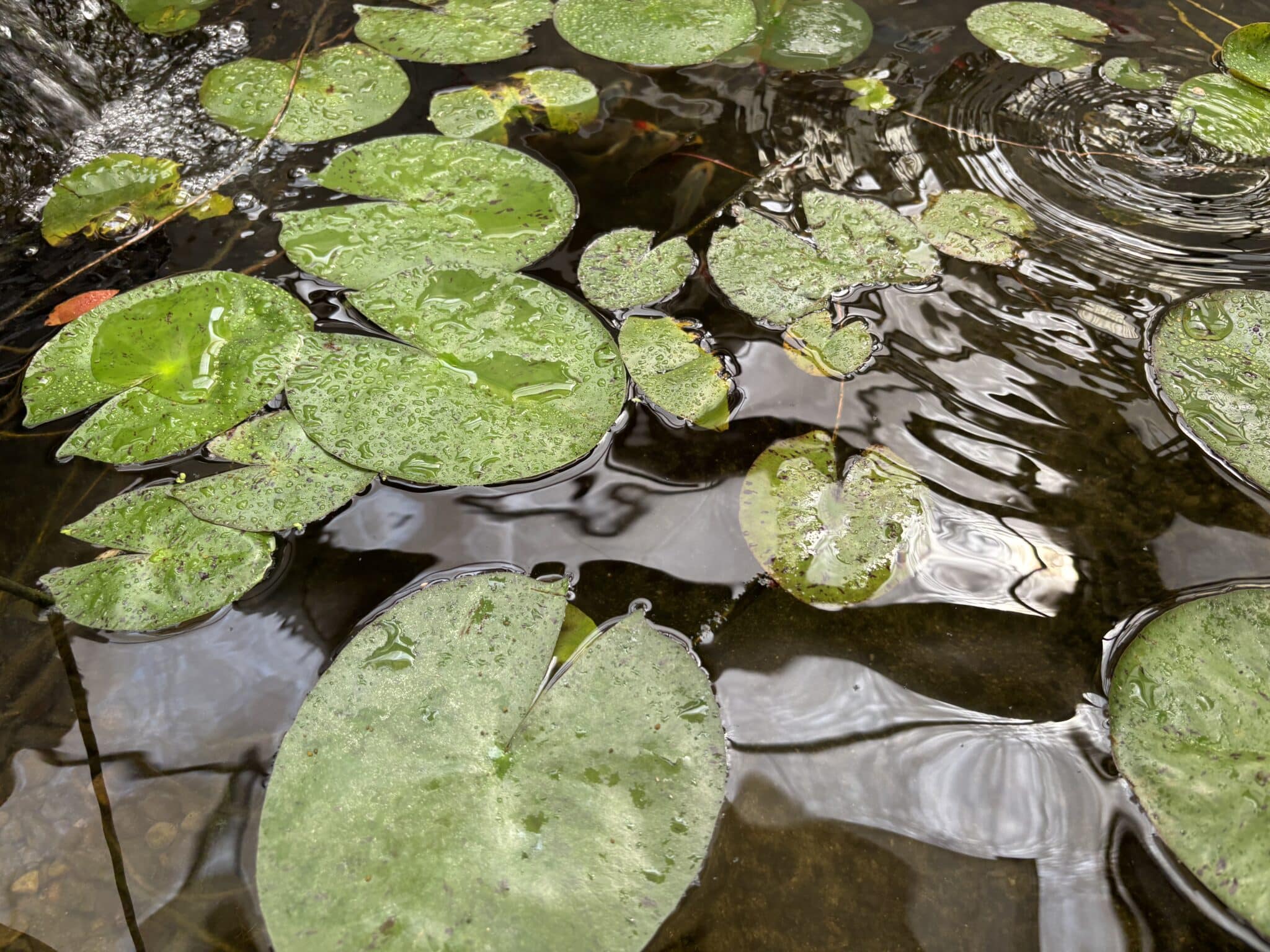 Lily pads for sale Utah J&J Nursery Garden Center